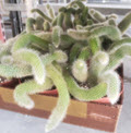 6" Cactus Foxtail - White